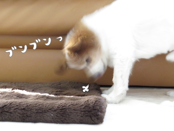 画像 037.ca6.jpg