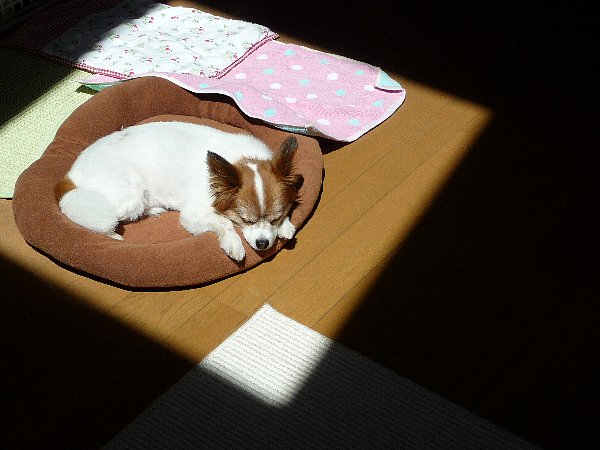 画像 037.pana.21.jpg