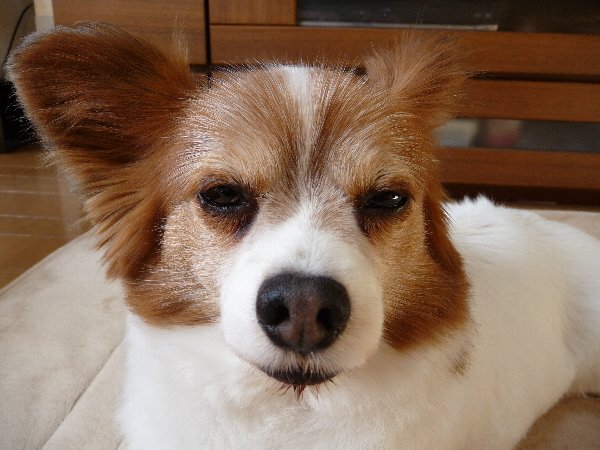 画像 037.pana12.jpg
