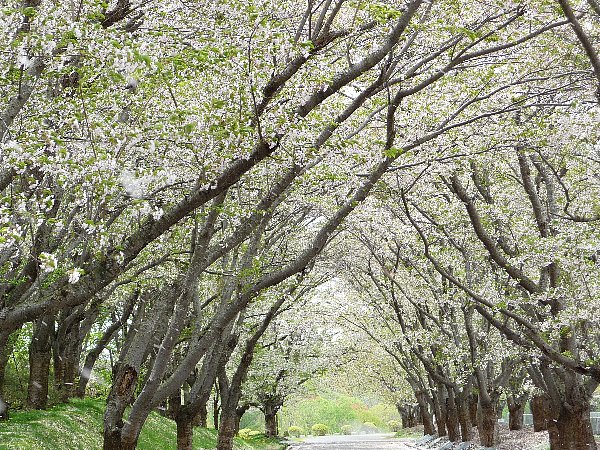 画像 037.pana20.jpg