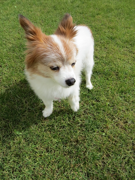 画像 038.ca10.jpg