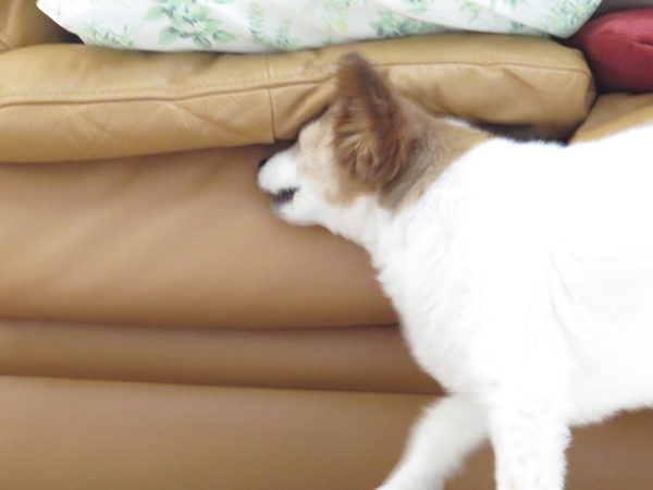 画像 038.ca6.jpg