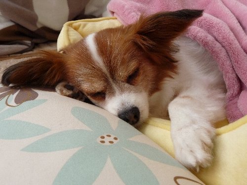 画像 038.pana10.jpg