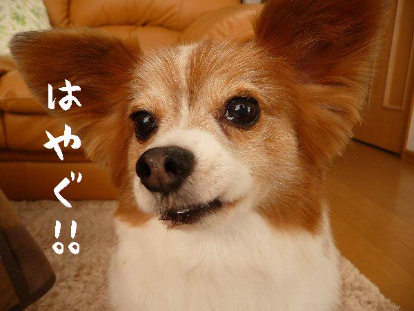 画像 038.pana17.jpg