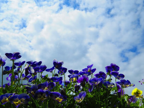画像 039.JPG.ca2.2.jpg