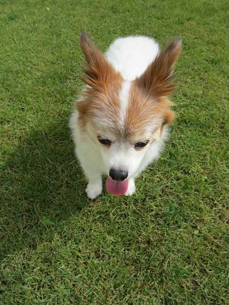 画像 039.ca10.jpg