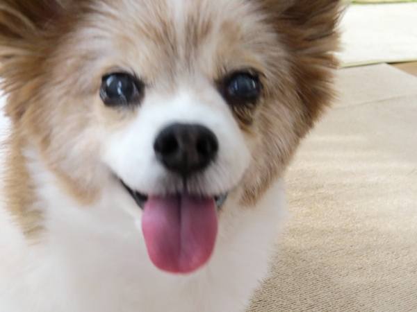 画像 039.ca13.jpg