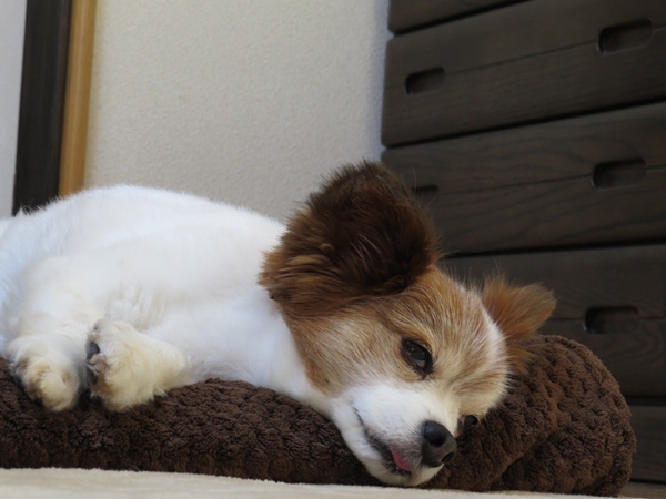 画像 039.ca5.jpg