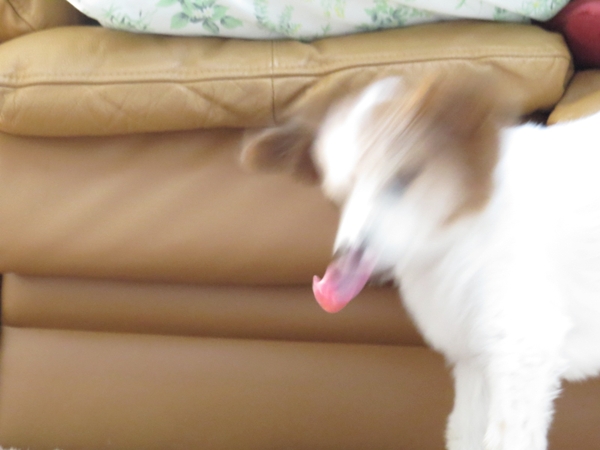 画像 039.ca6.jpg