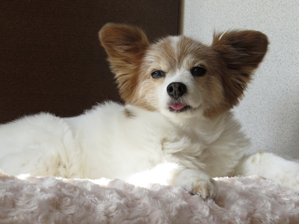 画像 039.ca7.jpg
