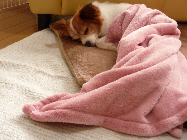 画像 039.pana15.jpg