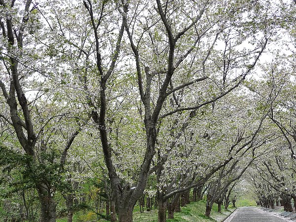 画像 039.pana20.jpg