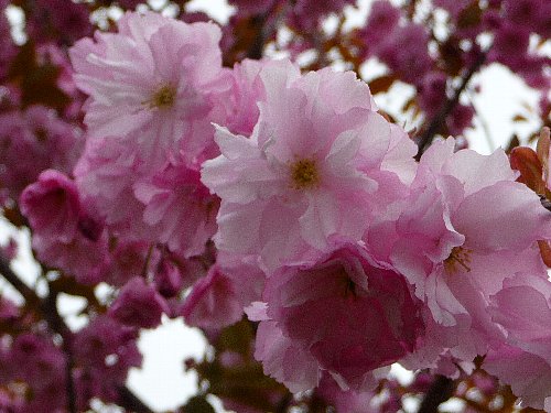 画像 039.pana26.jpg
