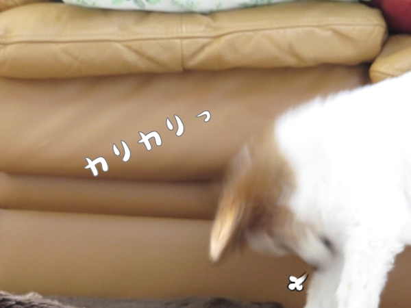 画像 040.ca6.jpg