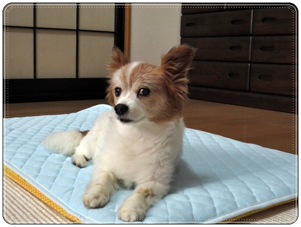 画像 040.cake.jpg