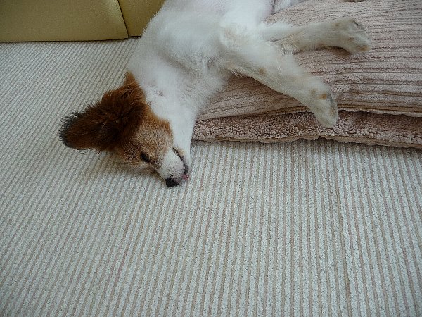 画像 040.pana.21.jpg