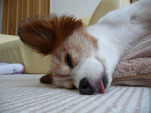 画像 041.pana.21.jpg