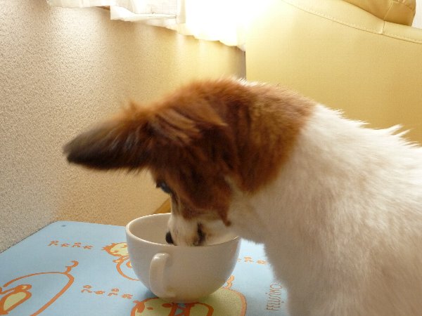 画像 041.pana13.jpg