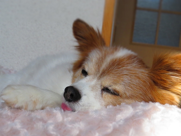 画像 042.ca7.jpg