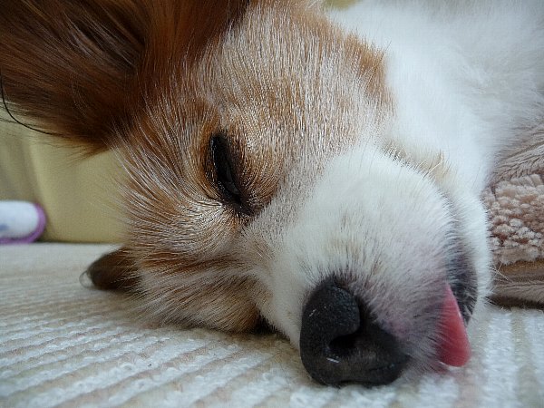 画像 042.pana.21.jpg