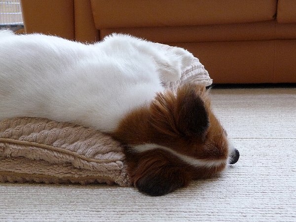 画像 043.pana.21.jpg