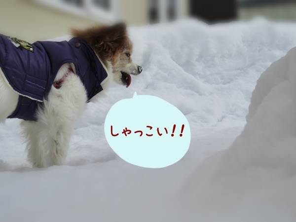 画像 044.ca12.jpg