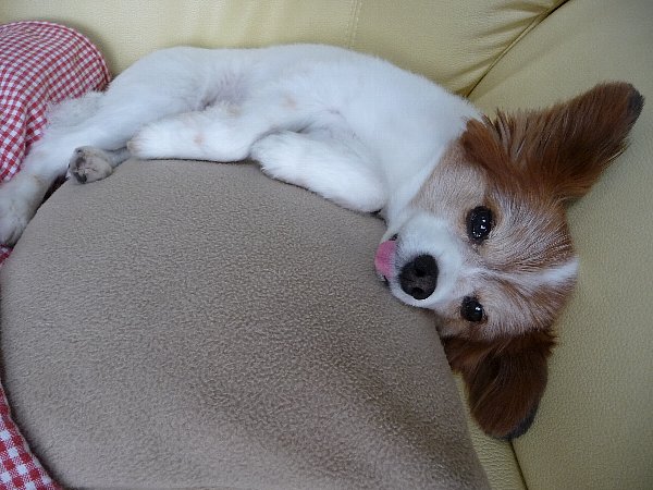 画像 044.pana25.jpg