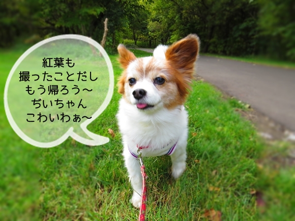 画像 045.ca3.jpg