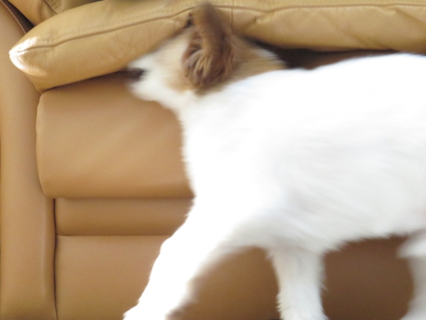 画像 045.ca6.jpg