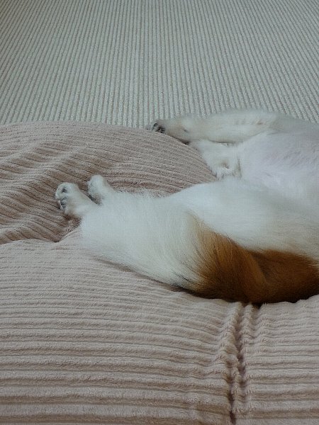 画像 045.pana.21.jpg