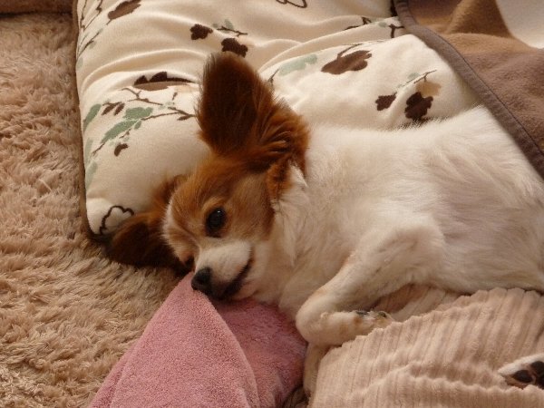 画像 045.pana17.jpg