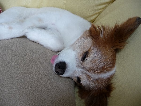 画像 045.pana25.jpg