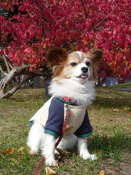 画像 045.pana28.jpg