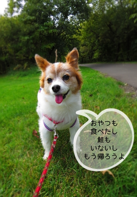 画像 046.ca3.jpg