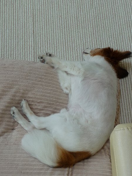 画像 046.pana.21.jpg