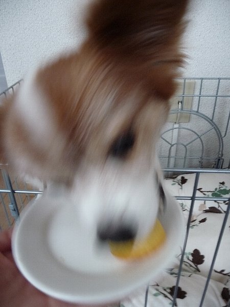 画像 046.pana24.jpg