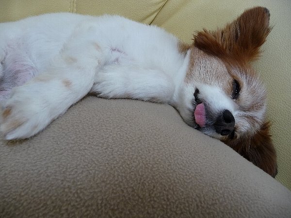 画像 046.pana25.jpg
