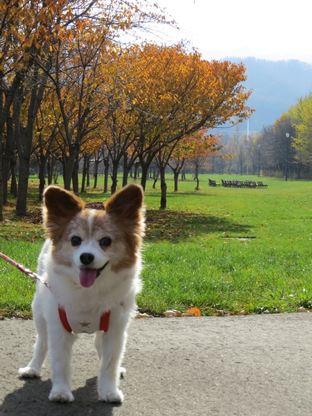 画像 048.ca11.jpg
