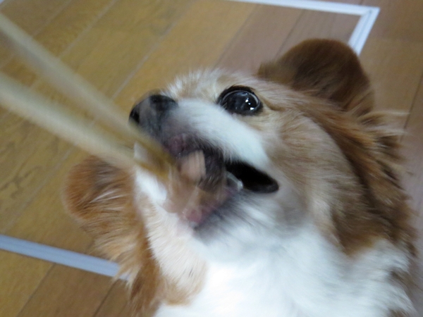 画像 049.ca4.jpg