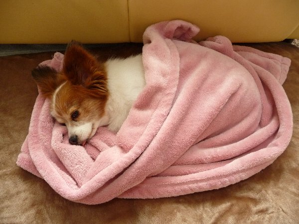 画像 049.pana15.jpg