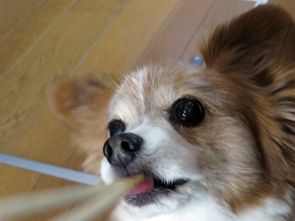 画像 050.ca4.jpg