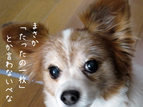 画像 051.ca4.jpg
