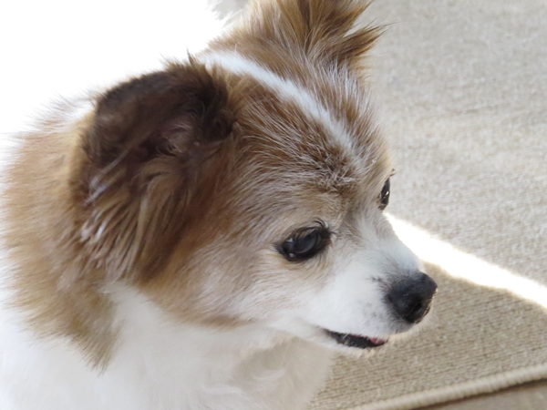 画像 052.ca13.jpg