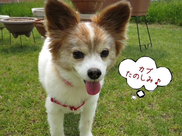 画像 052.ca9.jpg