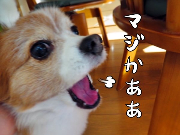 画像 053.ca4.jpg