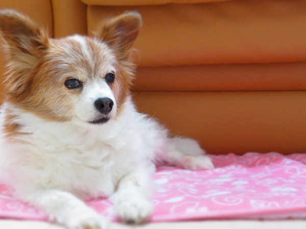 画像 054.ca12.jpg