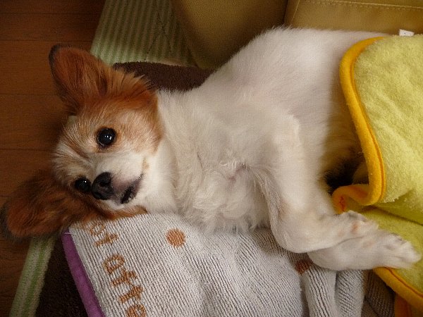 画像 054.pana.22.jpg