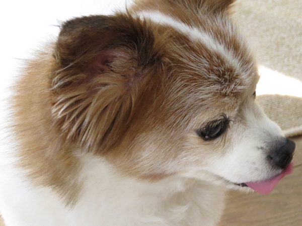 画像 055.ca13.jpg