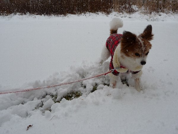 画像 055.pana15.jpg