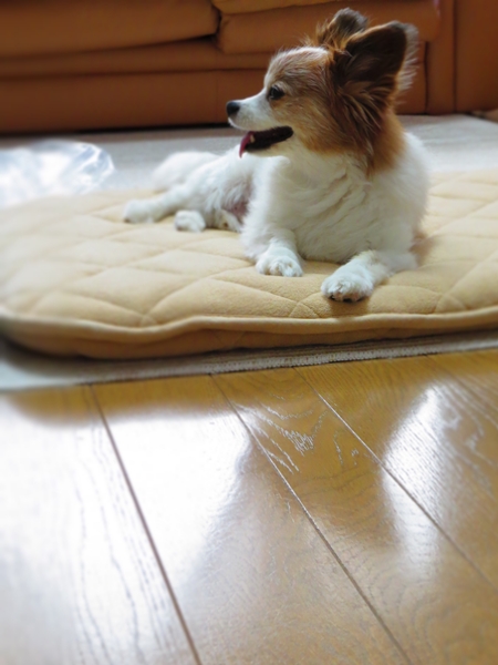 画像 056.cake.jpg